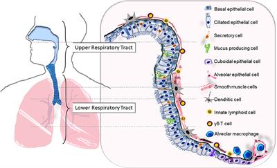 Respiratory Barrier as a Safeguard and Regulator of Defense Against Influenza A Virus and Streptococcus pneumoniae